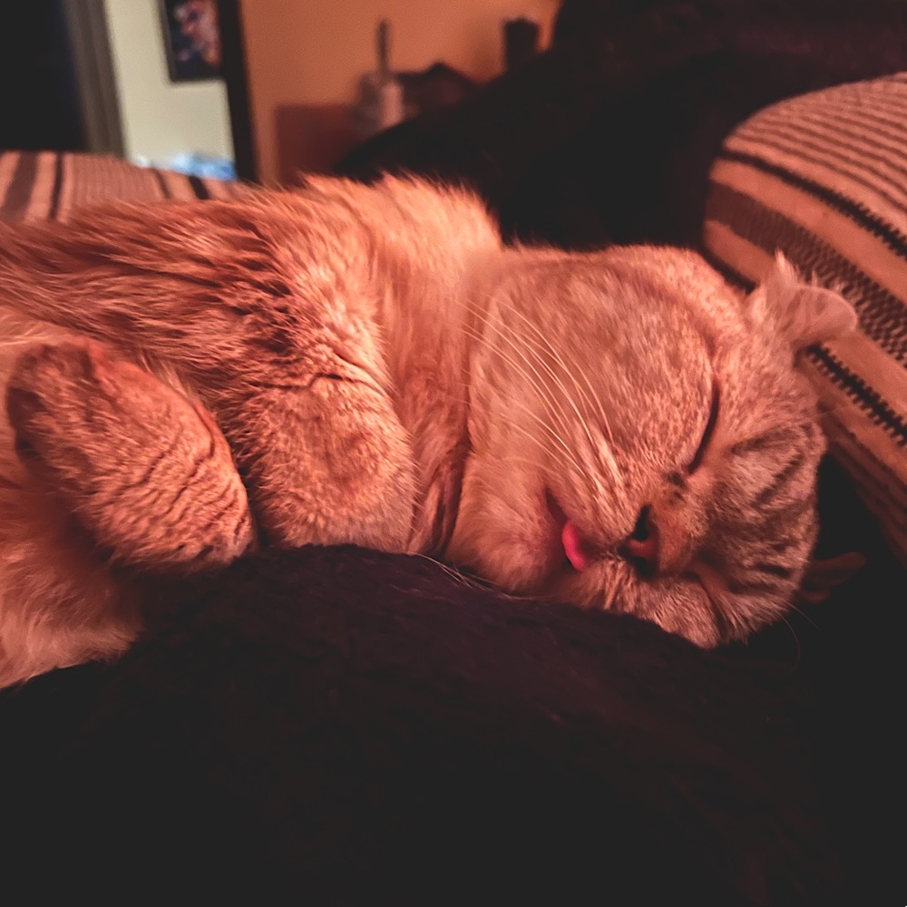 Meet your Posher, Alecia - Picture 4 of 5